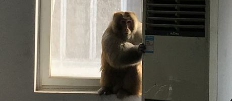 辦公室裝修魅力大，獼猴君亂入來“串門”！