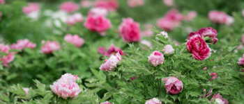 國花民意調(diào)查出爐   國花牡丹如何用于商業(yè)主題裝修設計