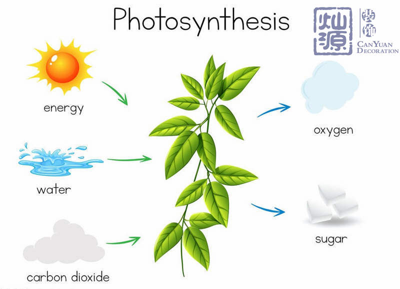 光合作用 光合作用